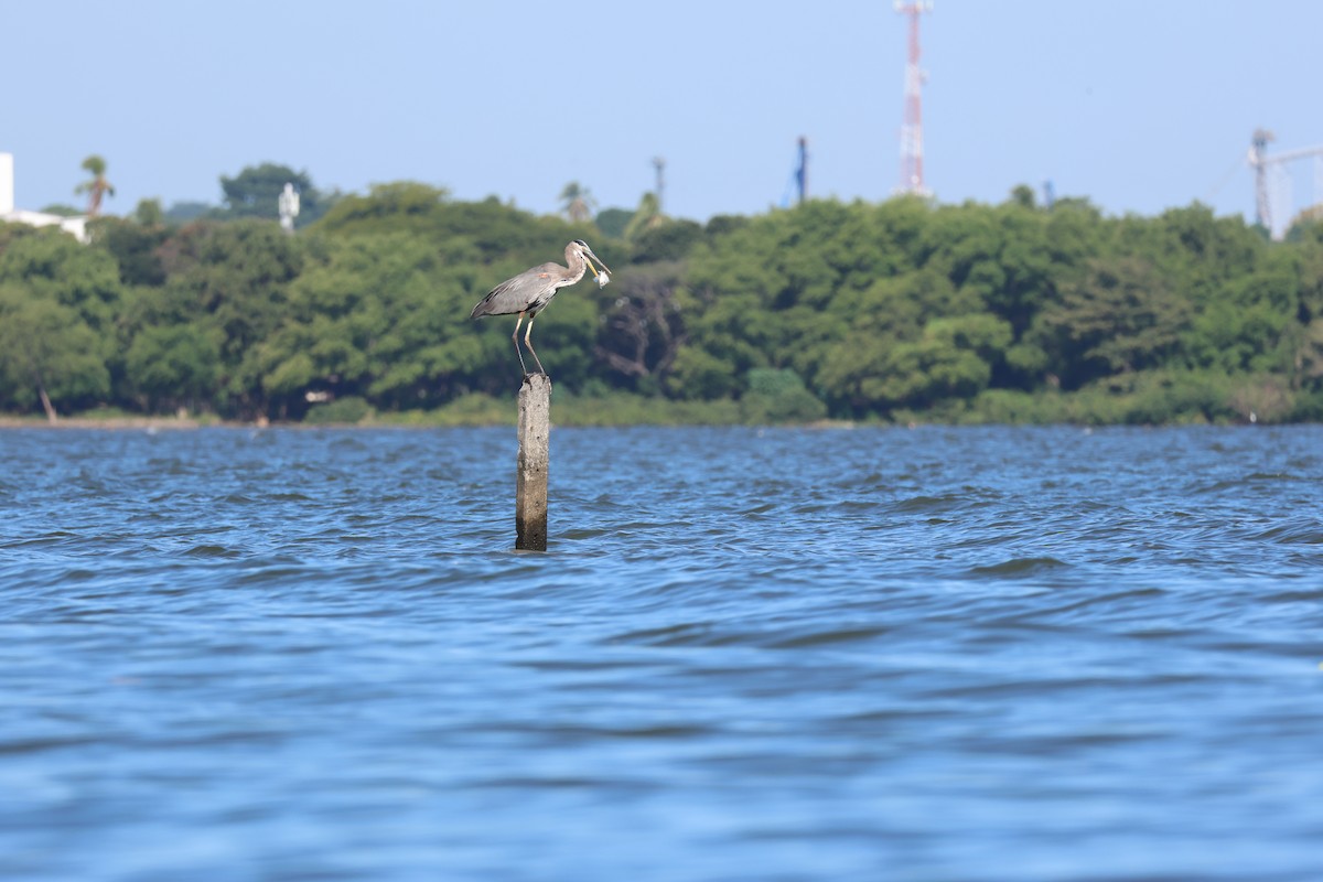 volavka velká - ML646109005