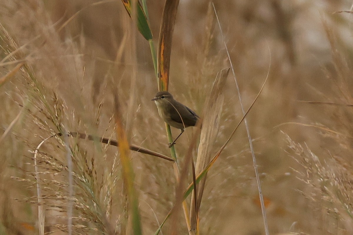 Common Chiffchaff - ML646109012