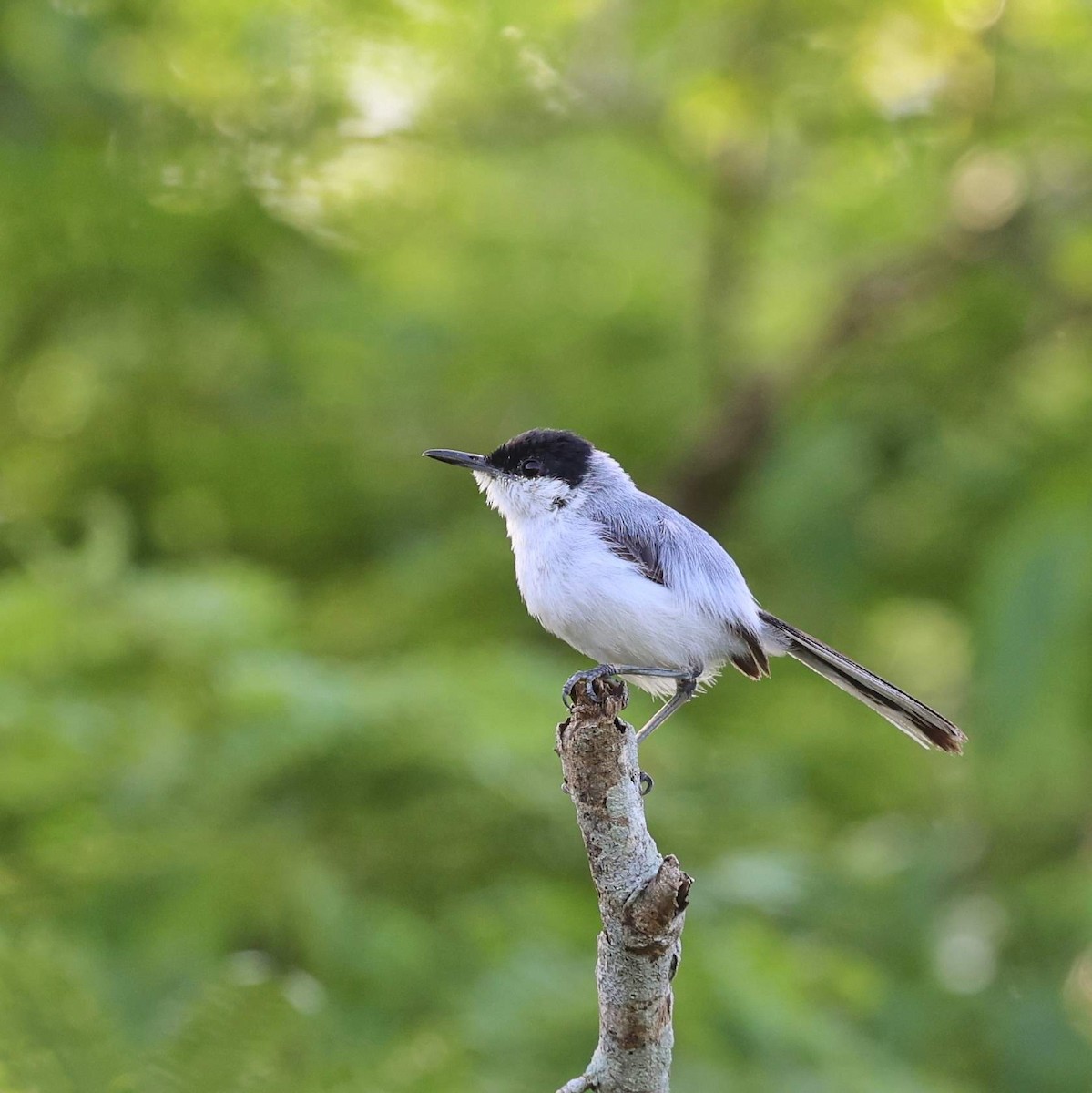 Yucatan Gnatcatcher - ML646109013