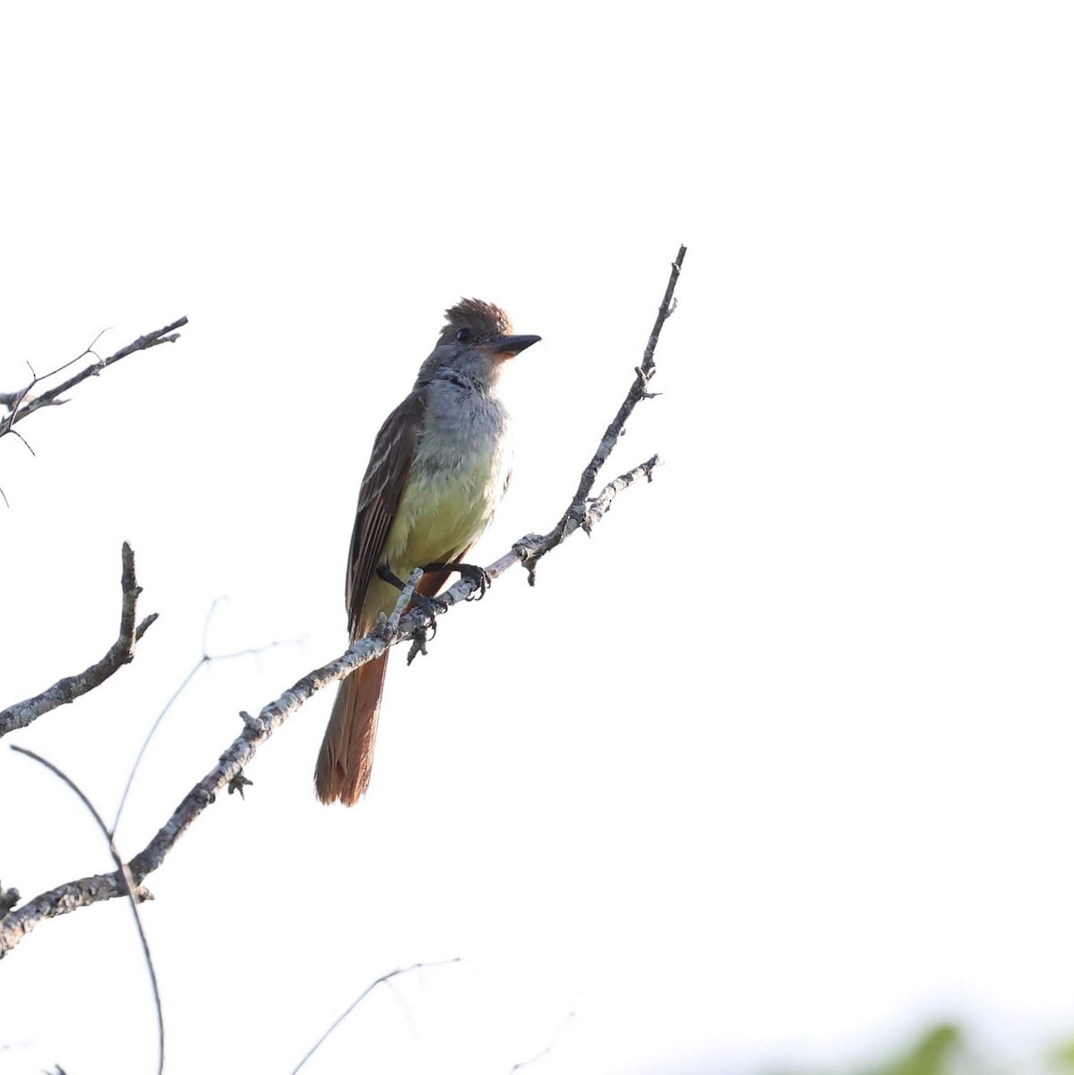 Yucatan Flycatcher - ML646109015