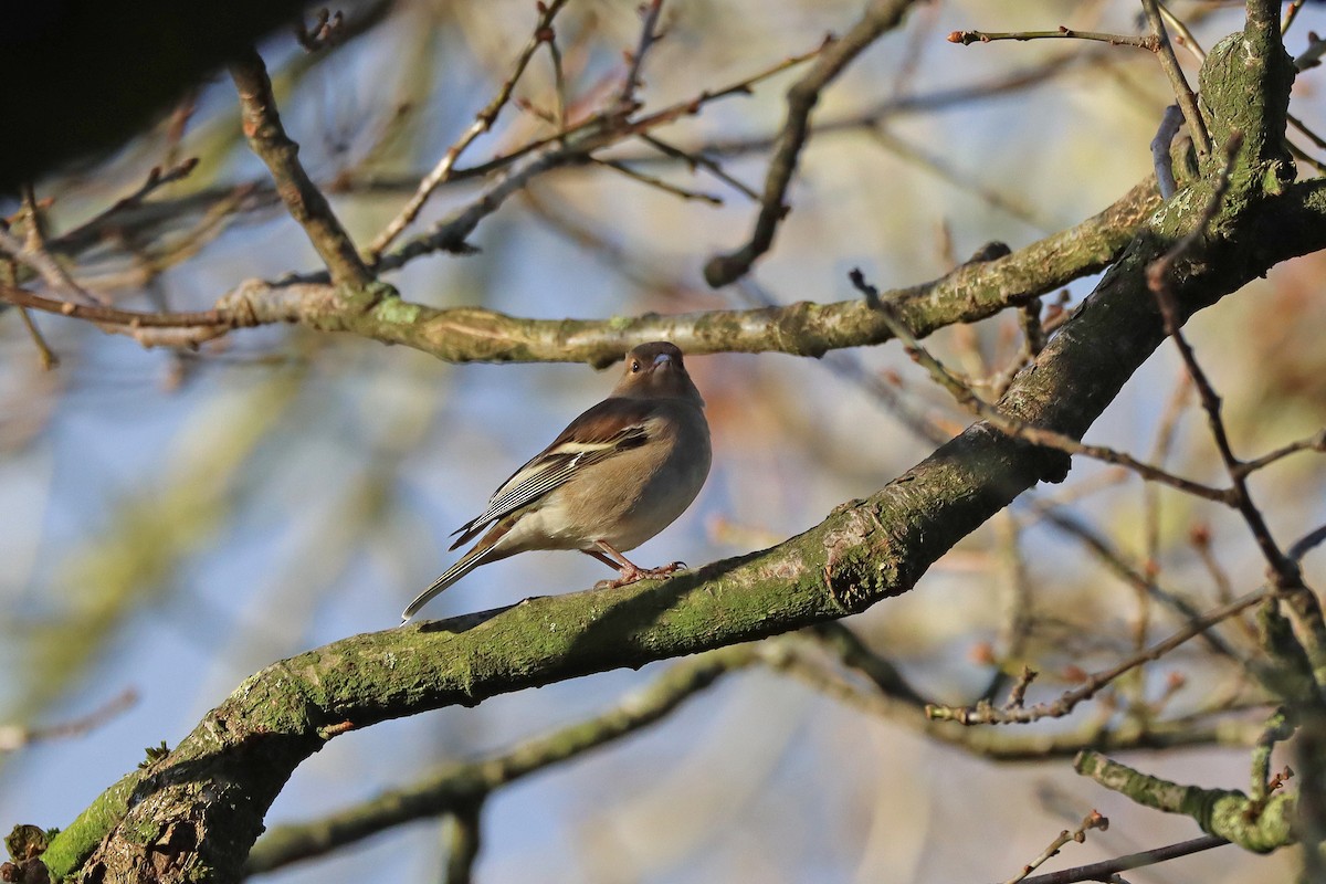 Buchfink - ML646109020