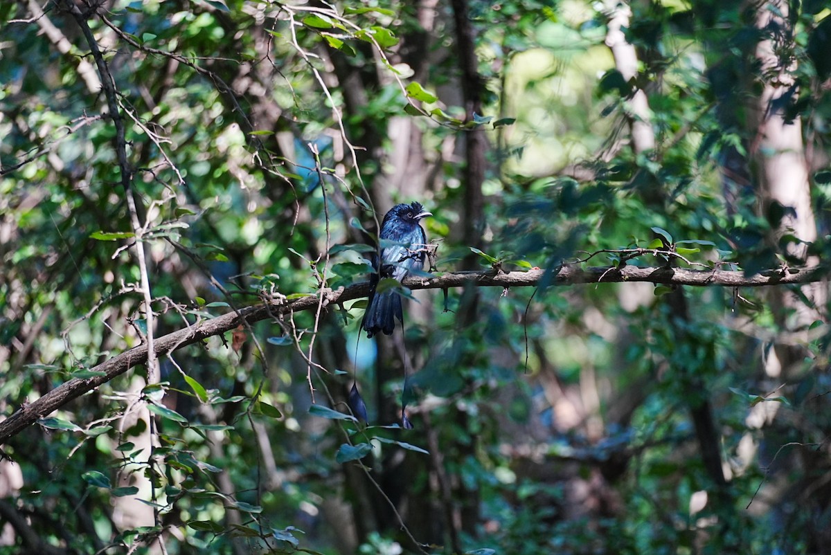 Greater Racket-tailed Drongo - ML646109022