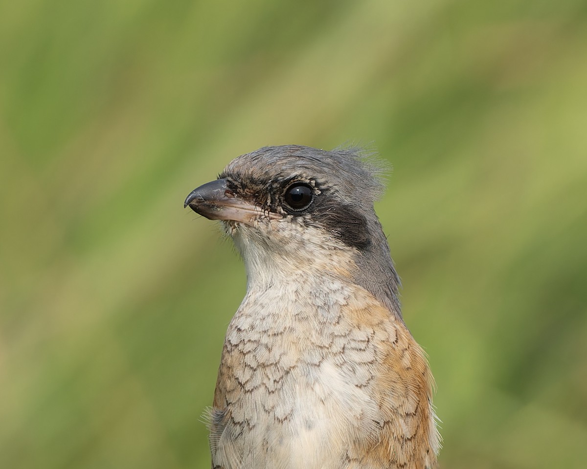 Gray-backed Shrike - ML646109023