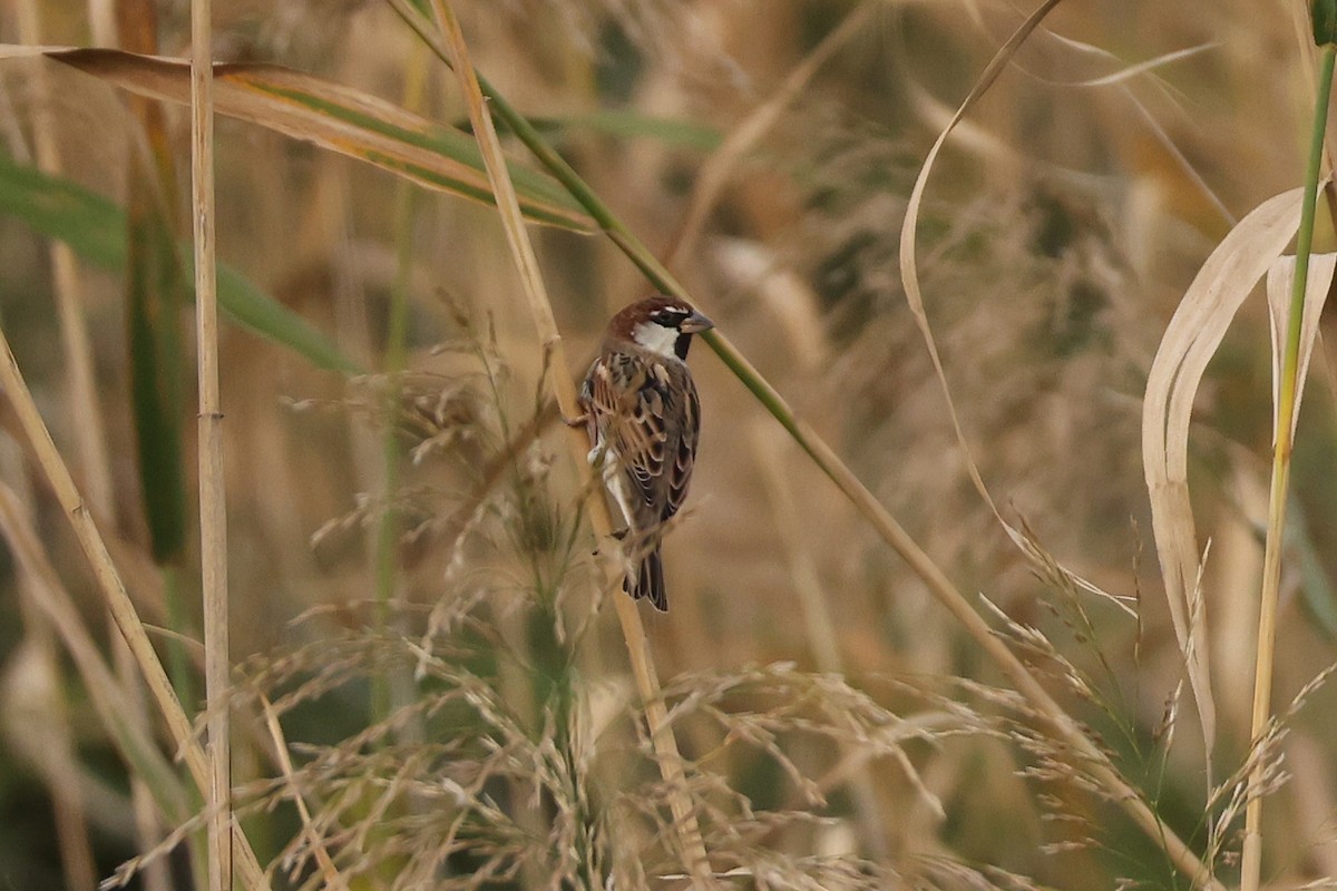 Spanish Sparrow - ML646109024