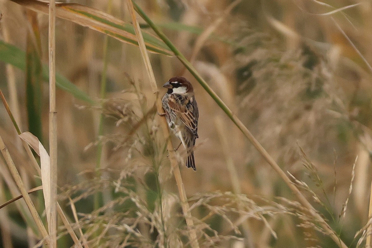 Spanish Sparrow - ML646109025