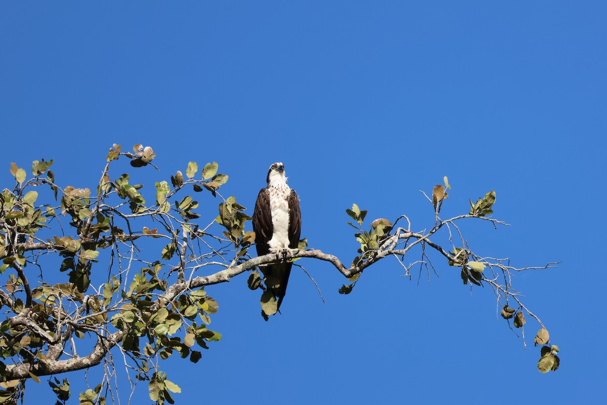 Balbuzard pêcheur - ML646109026