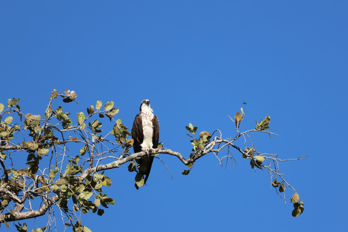Balbuzard pêcheur - ML646109027