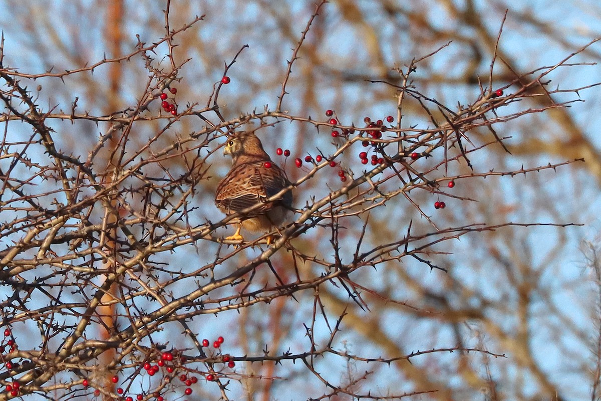 Turmfalke - ML646109032