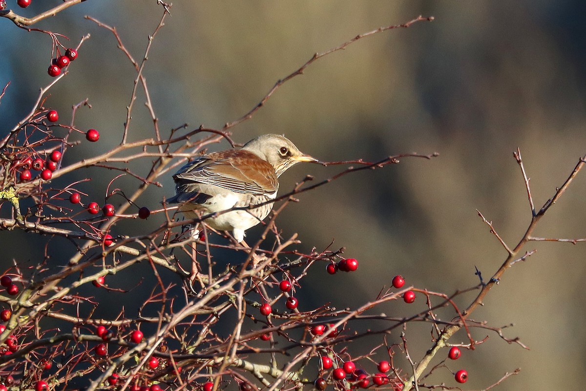 Wacholderdrossel - ML646109052
