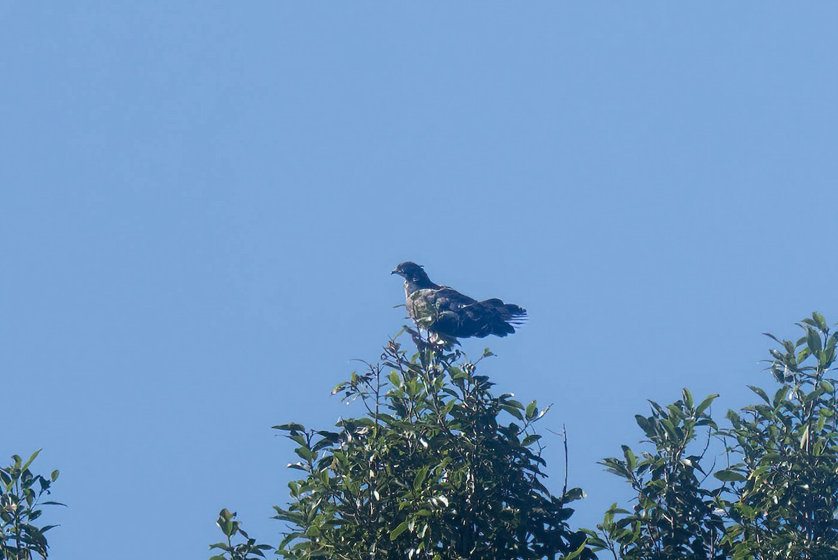 Oriental Honey-buzzard - ML646109062
