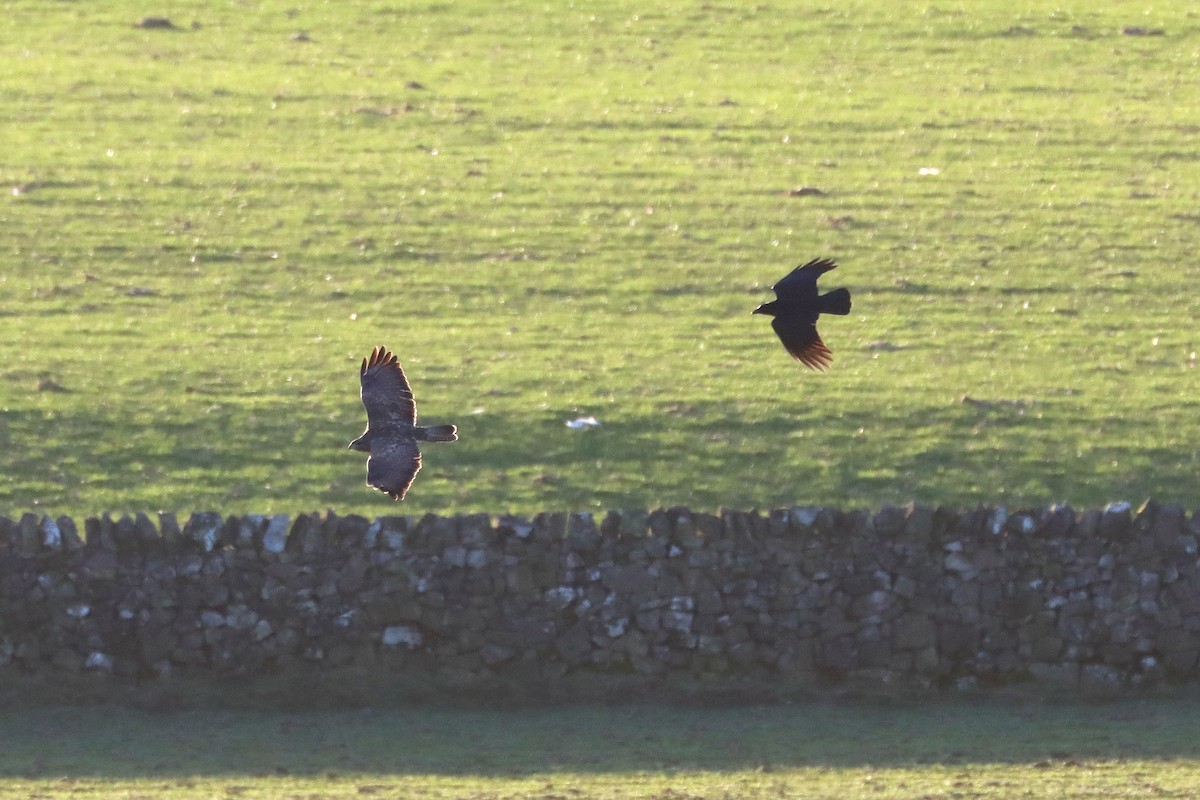 Mäusebussard - ML646109064