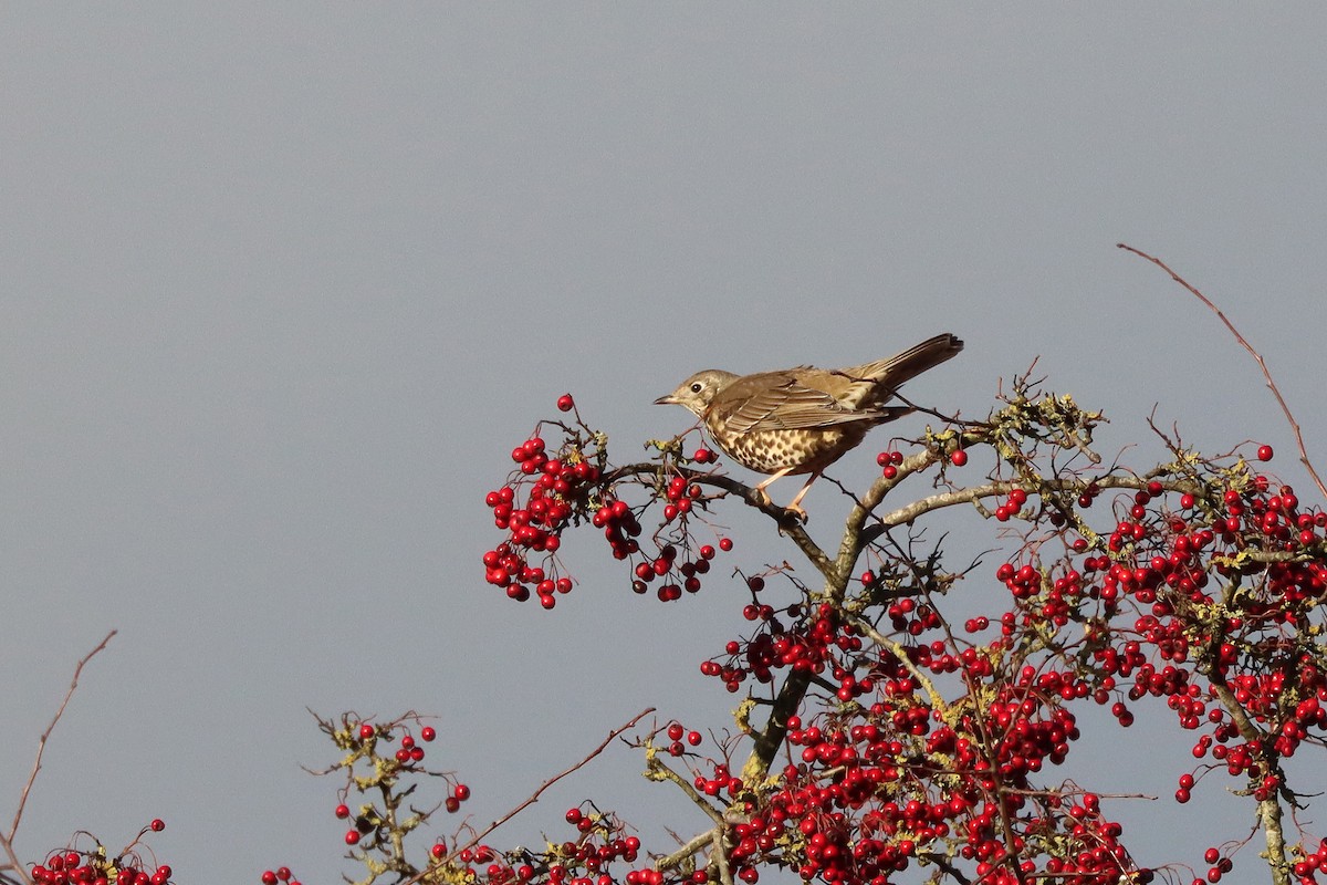 槲鶇 - ML646109083