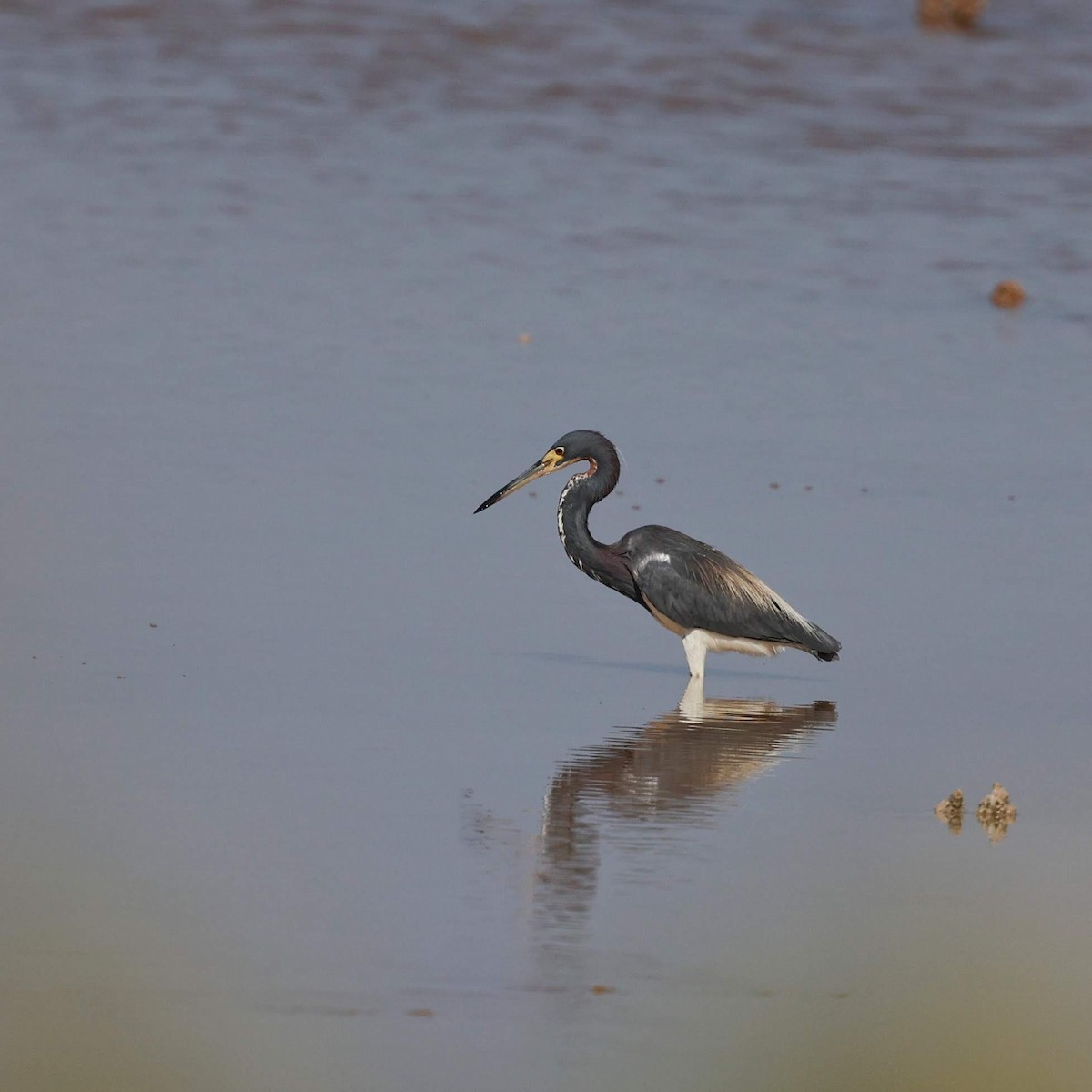Tricolored Heron - ML646109085