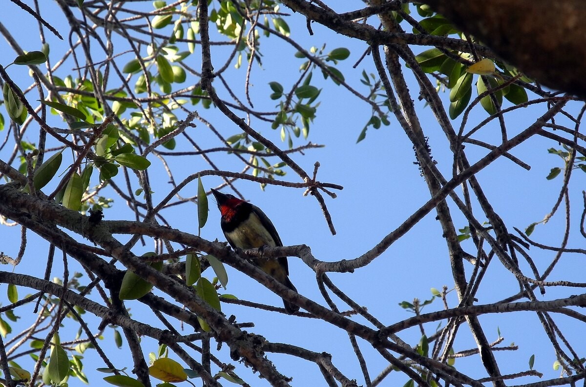 Black-collared Barbet - ML646109088