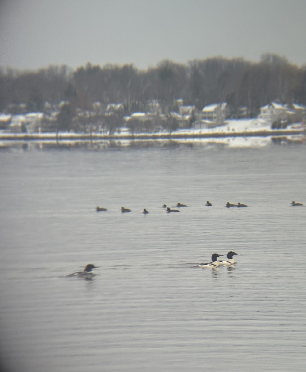 Common Merganser - ML646109096