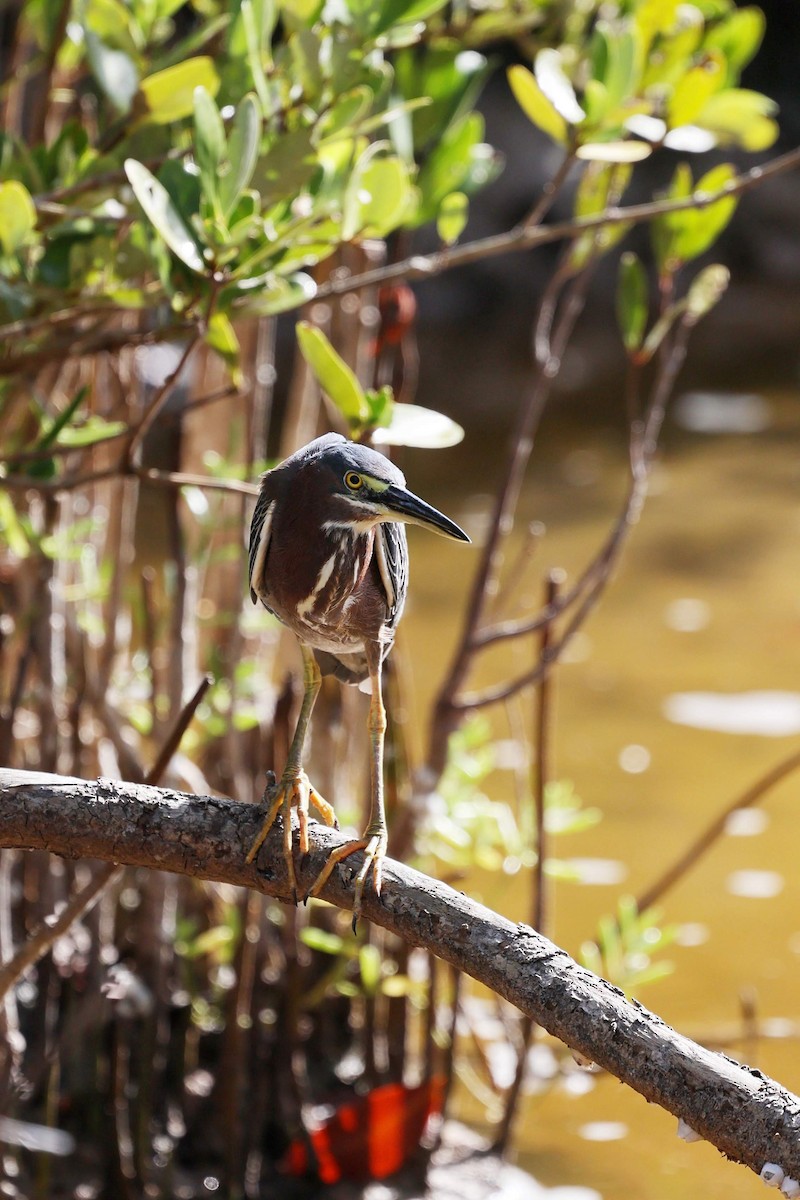 volavka zelenavá - ML646109099