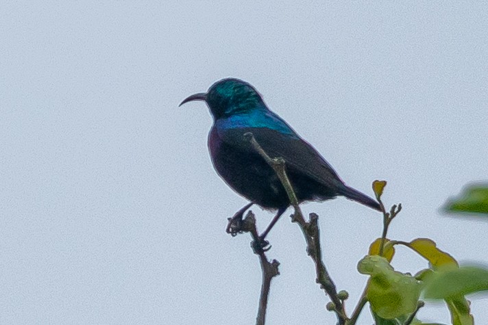 strdimil porfyrový - ML646109101