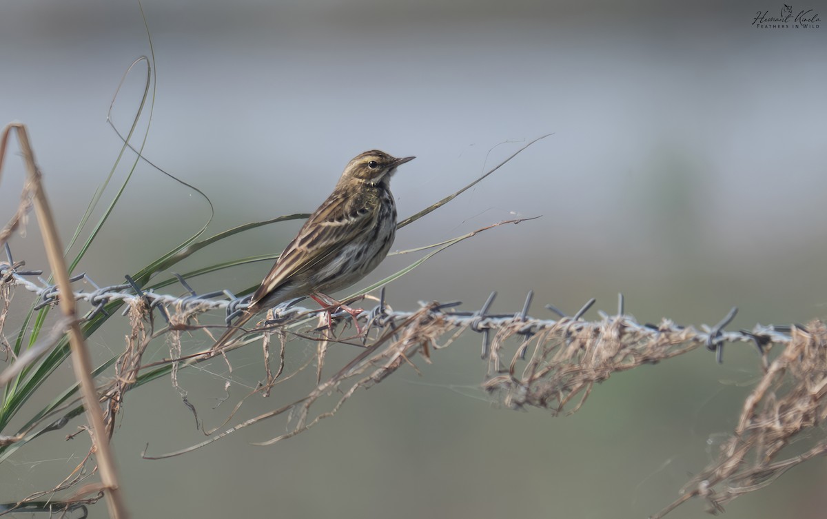 linduška růžová - ML646109102