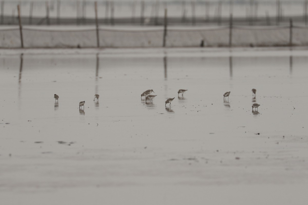 jespák obecný - ML646109103