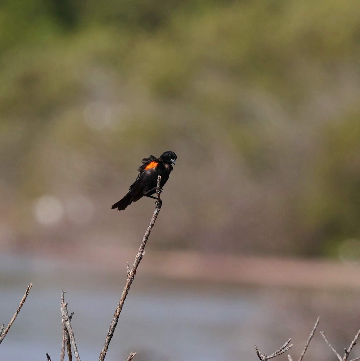 vlhovec červenokřídlý [skupina phoeniceus] - ML646109104