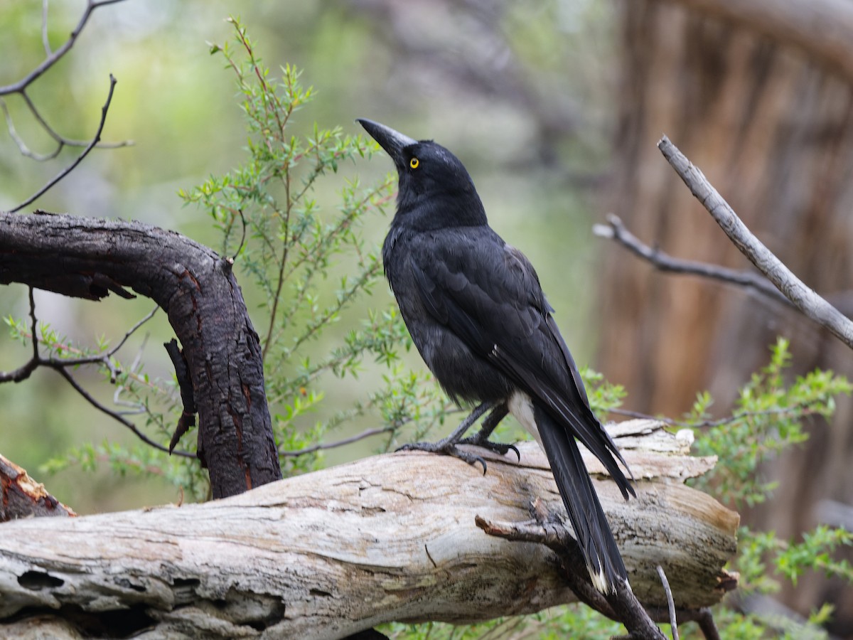 flétňák bělořitý (ssp. versicolor/plumbea) - ML646109105