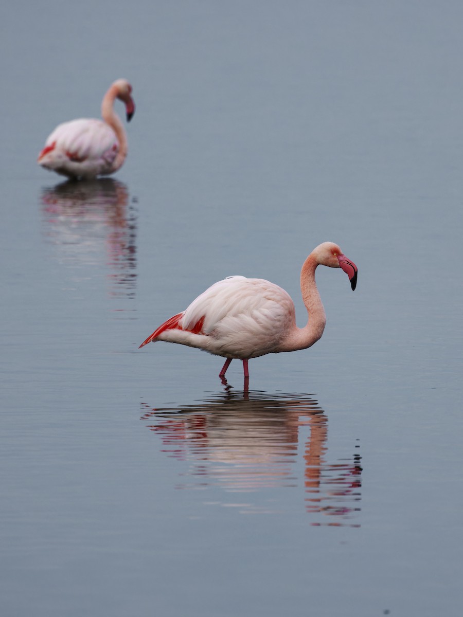 plameňák růžový - ML646109108