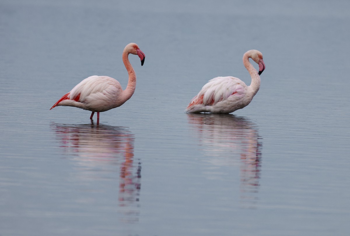 plameňák růžový - ML646109109