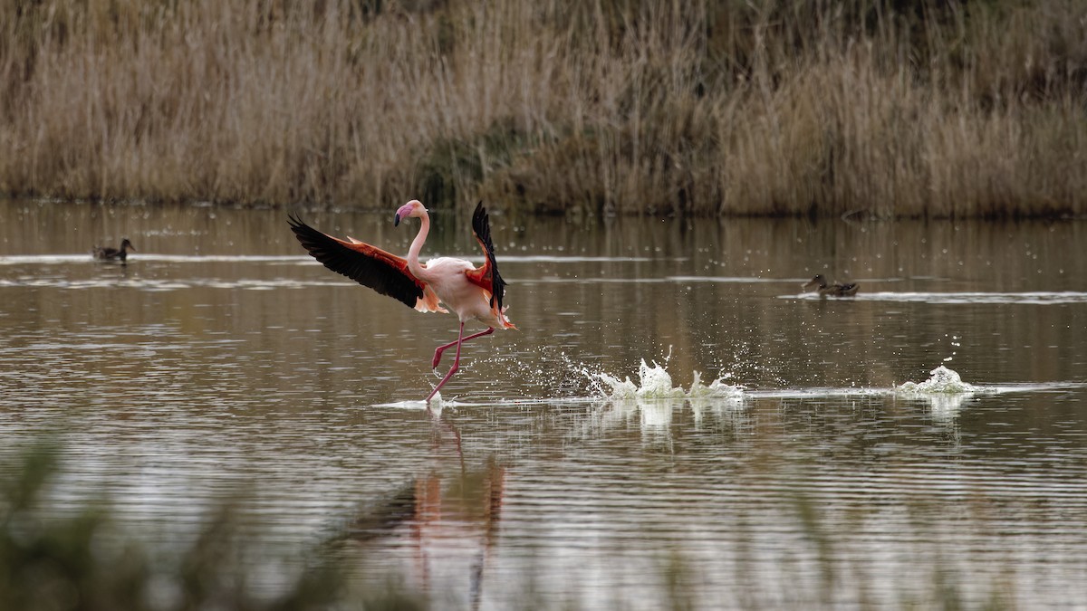 plameňák růžový - ML646109110