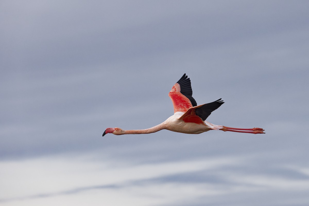 plameňák růžový - ML646109111