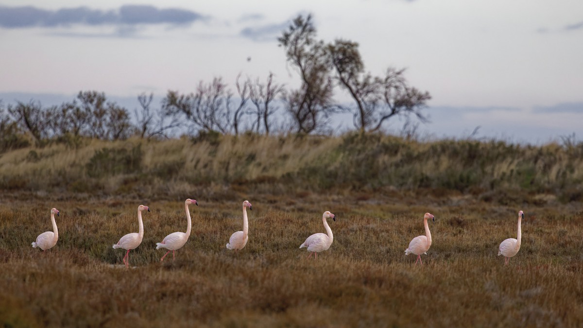plameňák růžový - ML646109112