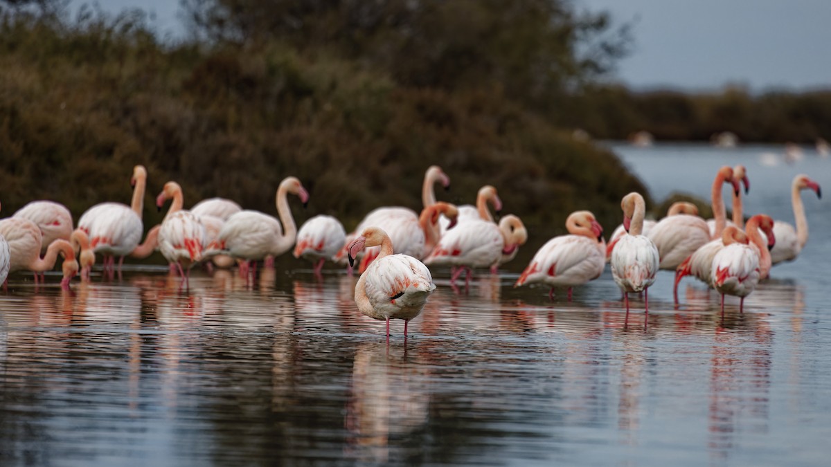 plameňák růžový - ML646109113