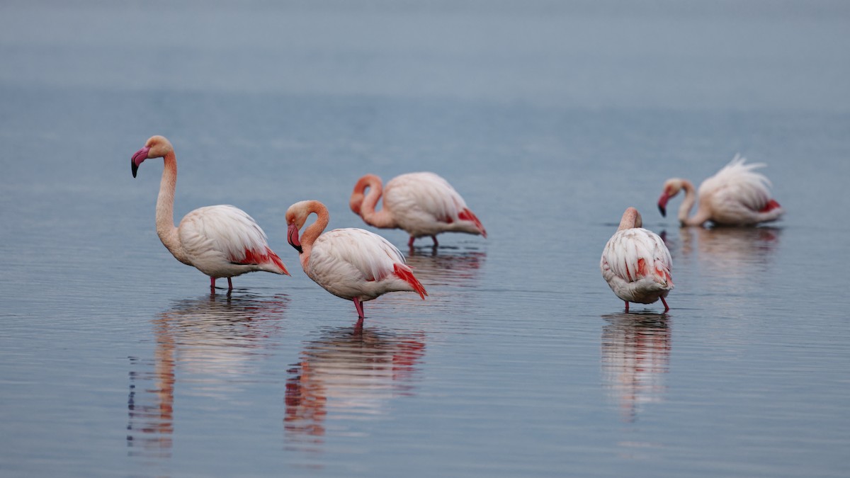 plameňák růžový - ML646109114