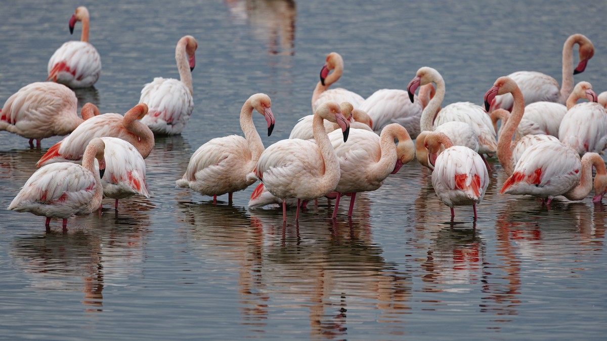 plameňák růžový - ML646109115