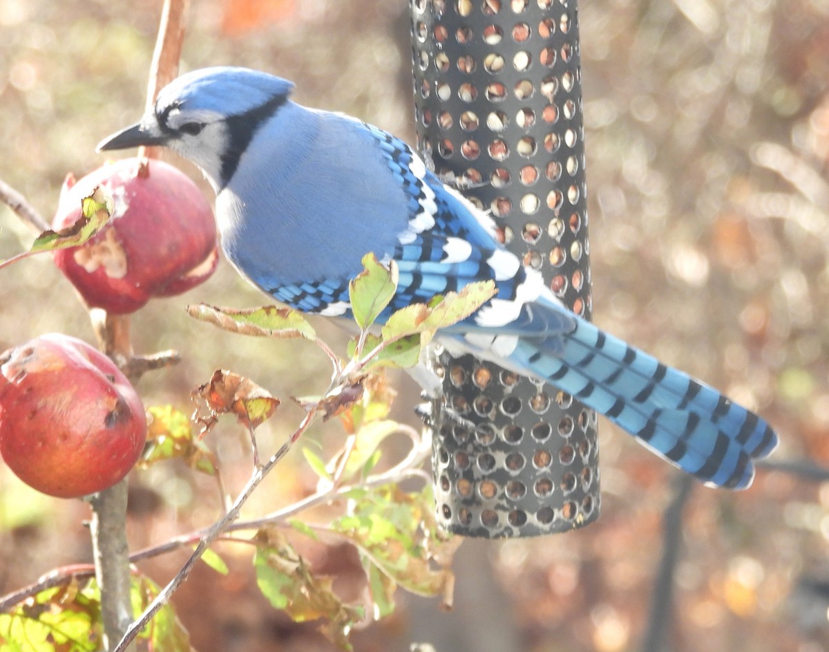 sojka chocholatá - ML646109116
