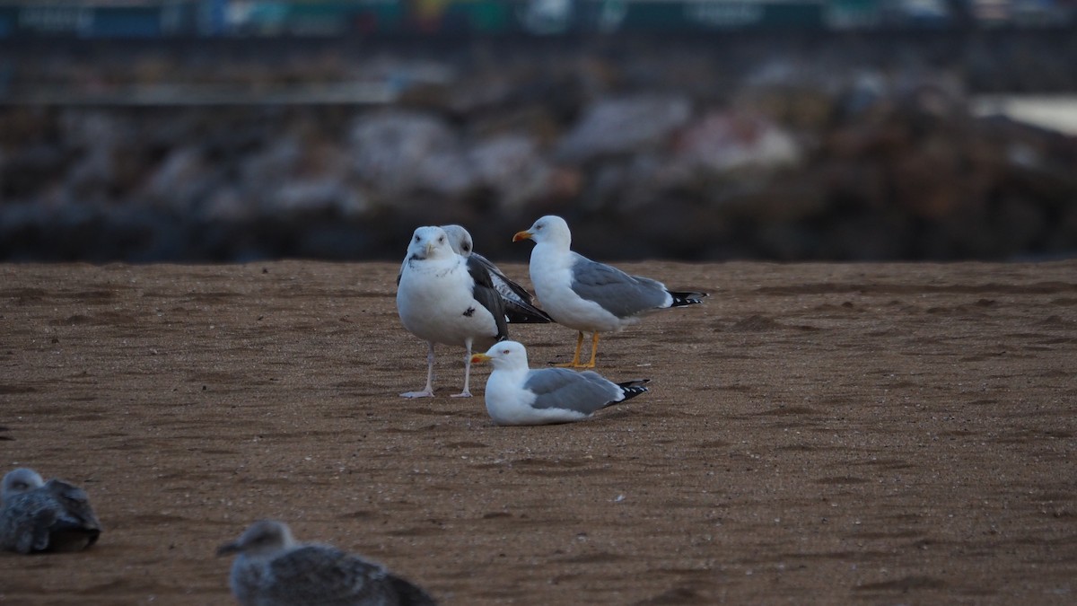 racek mořský - ML646109120