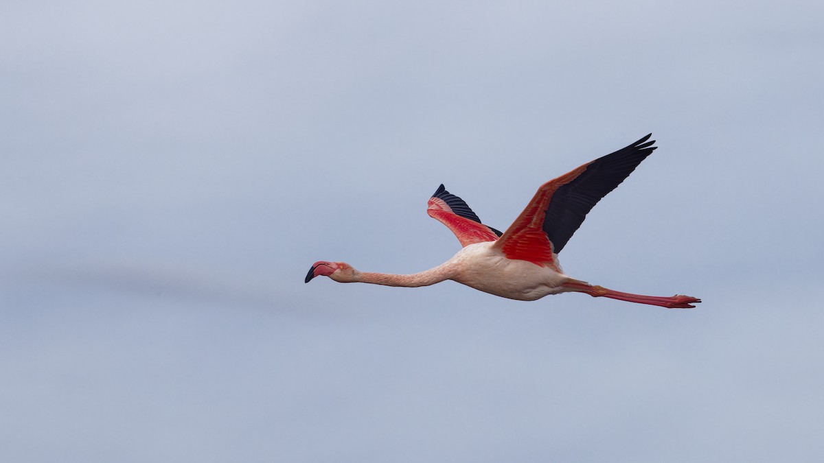 plameňák růžový - ML646109121