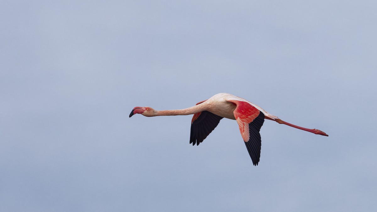 plameňák růžový - ML646109122