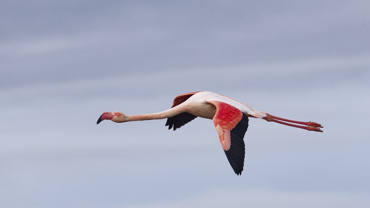 plameňák růžový - ML646109123