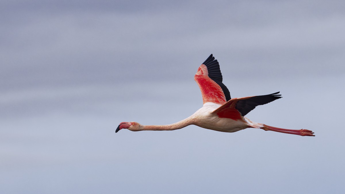 plameňák růžový - ML646109124