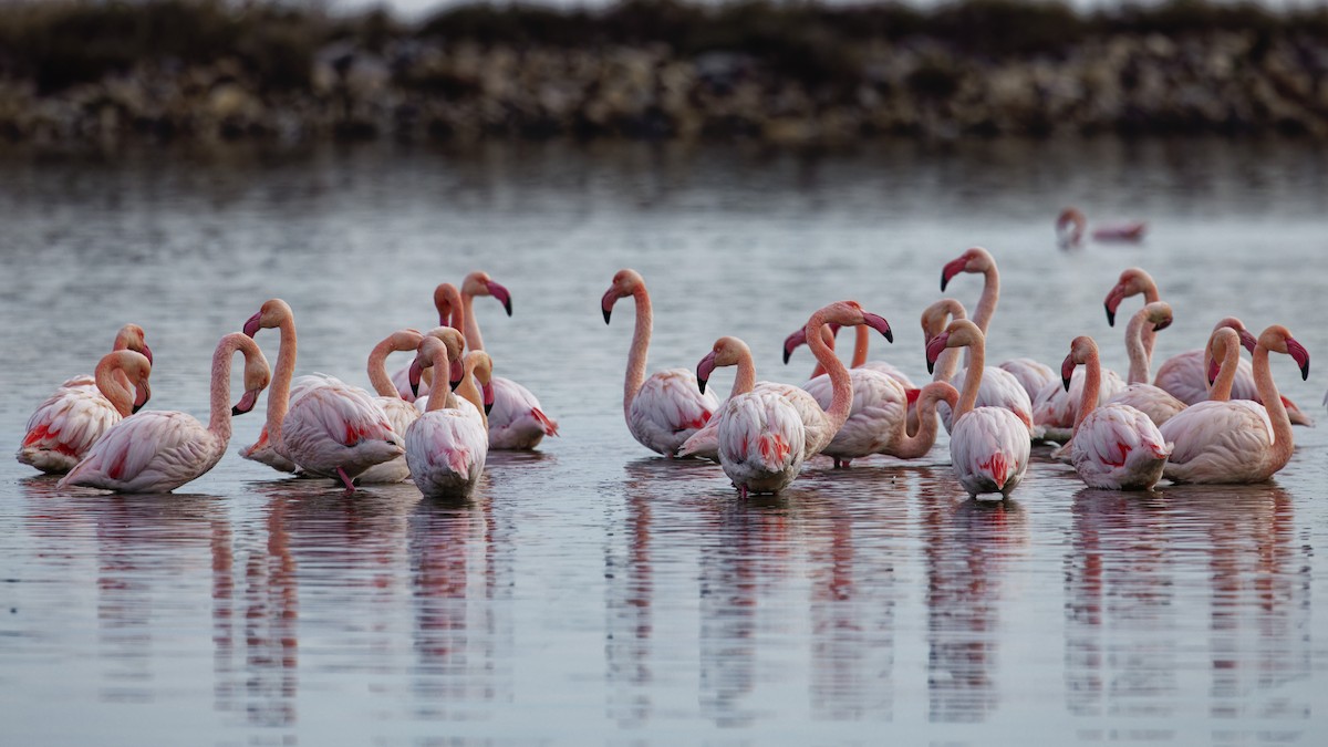 plameňák růžový - ML646109125