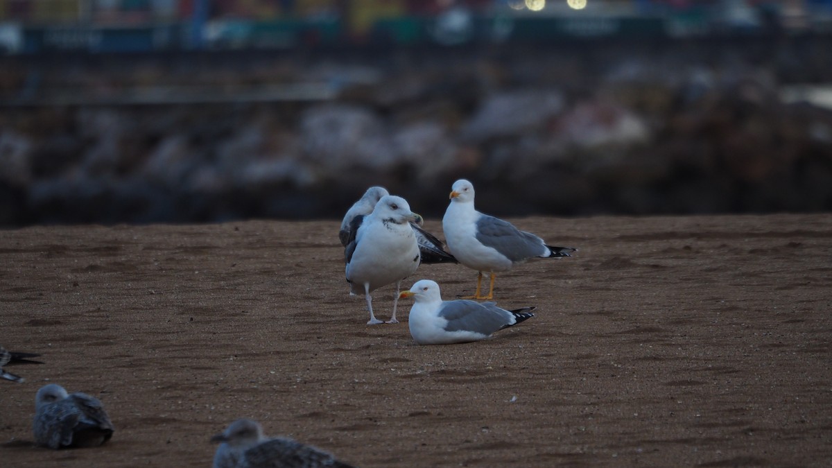 racek mořský - ML646109129