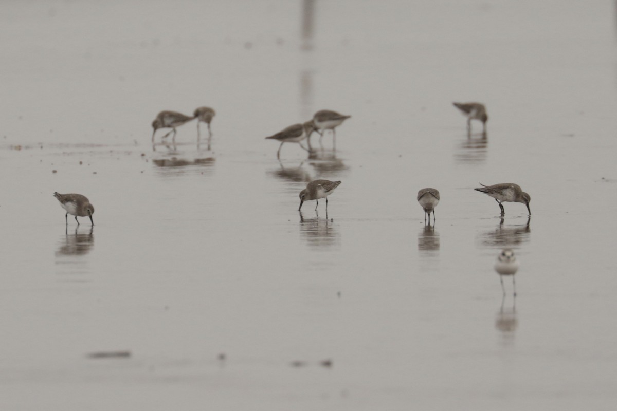 jespák obecný - ML646109130