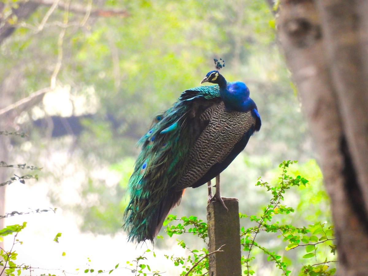 páv korunkatý - ML646109132