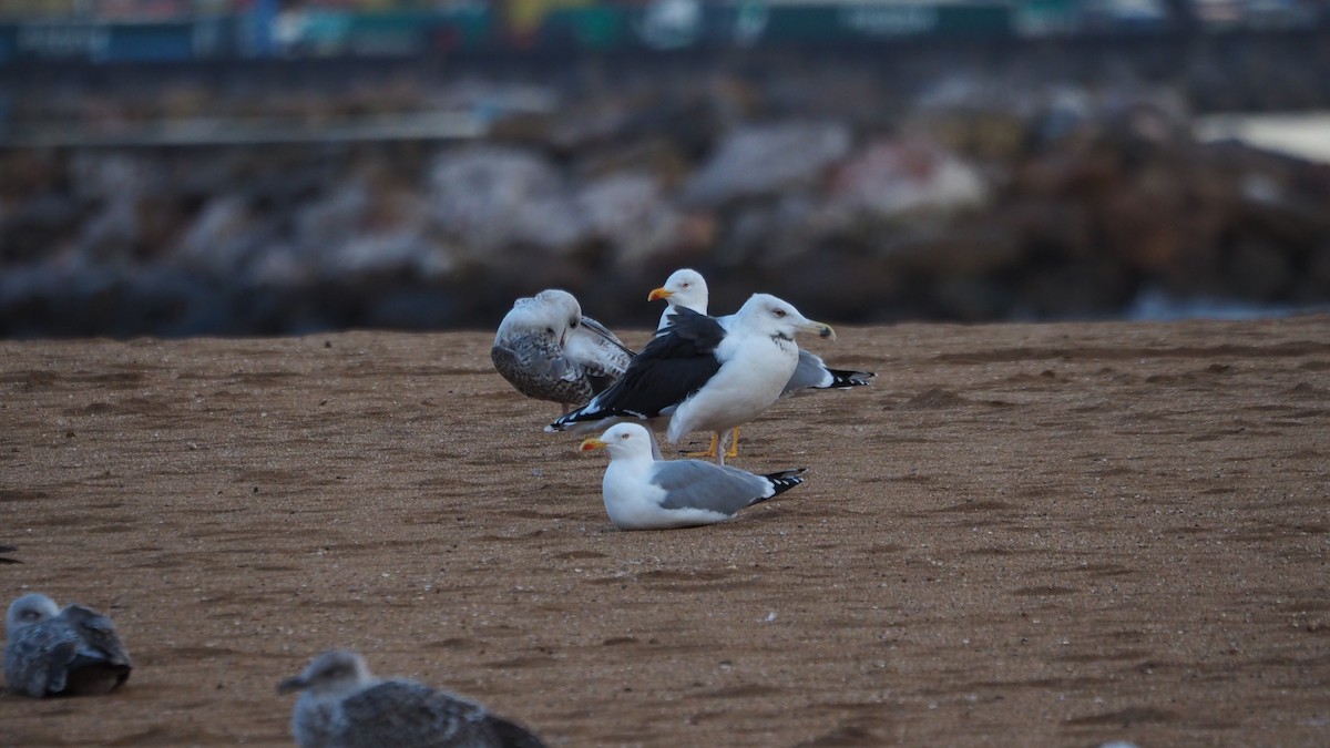 racek mořský - ML646109134