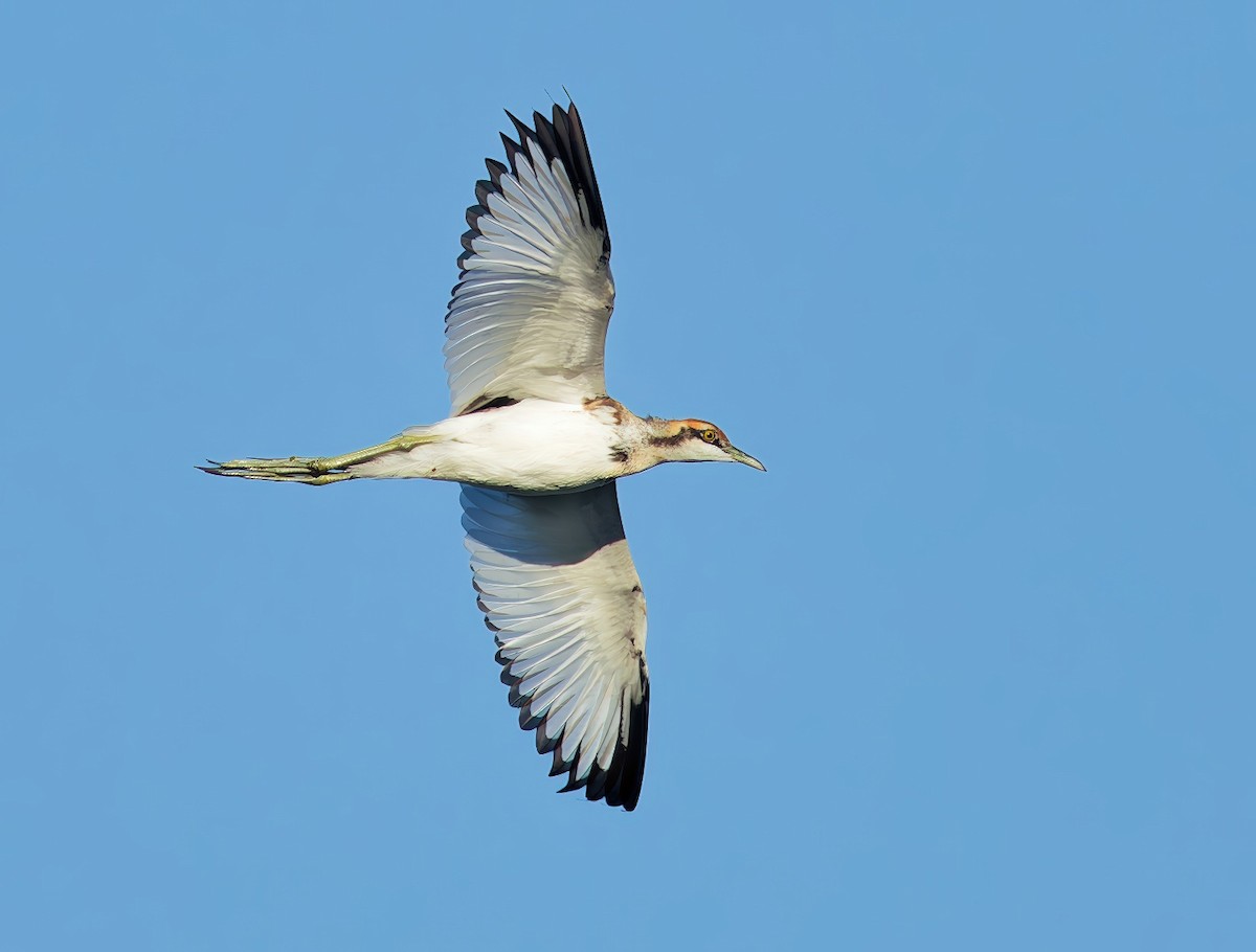 fasanbladhøne - ML646109146