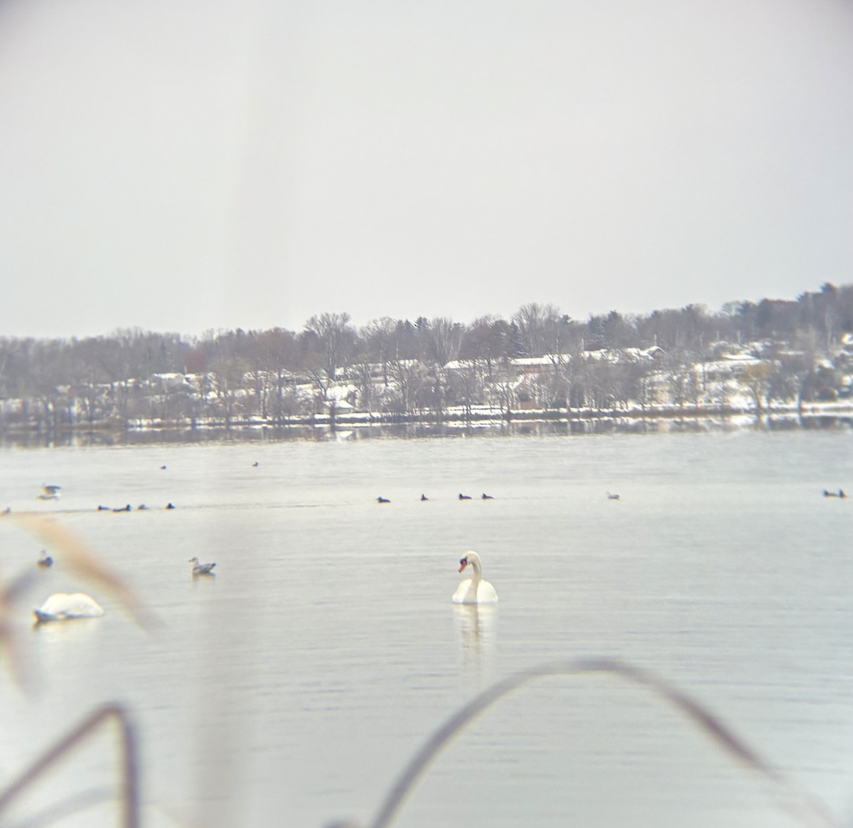 Mute Swan - ML646109149