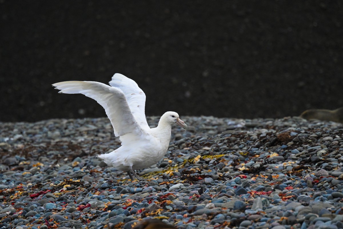 Southern Giant-Petrel - ML646109179