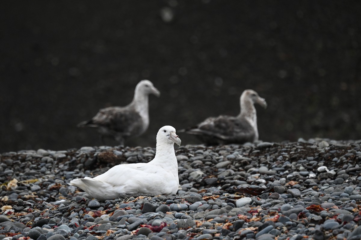 Southern Giant-Petrel - ML646109180