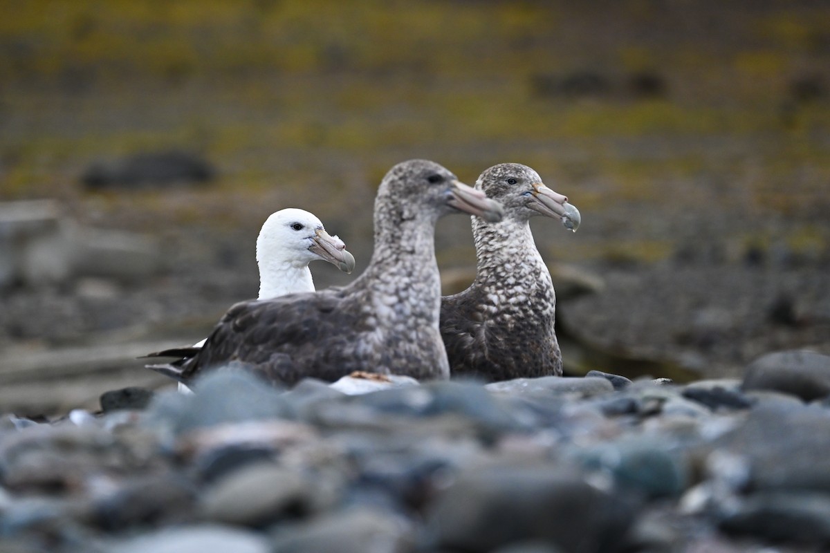 Southern Giant-Petrel - ML646109181
