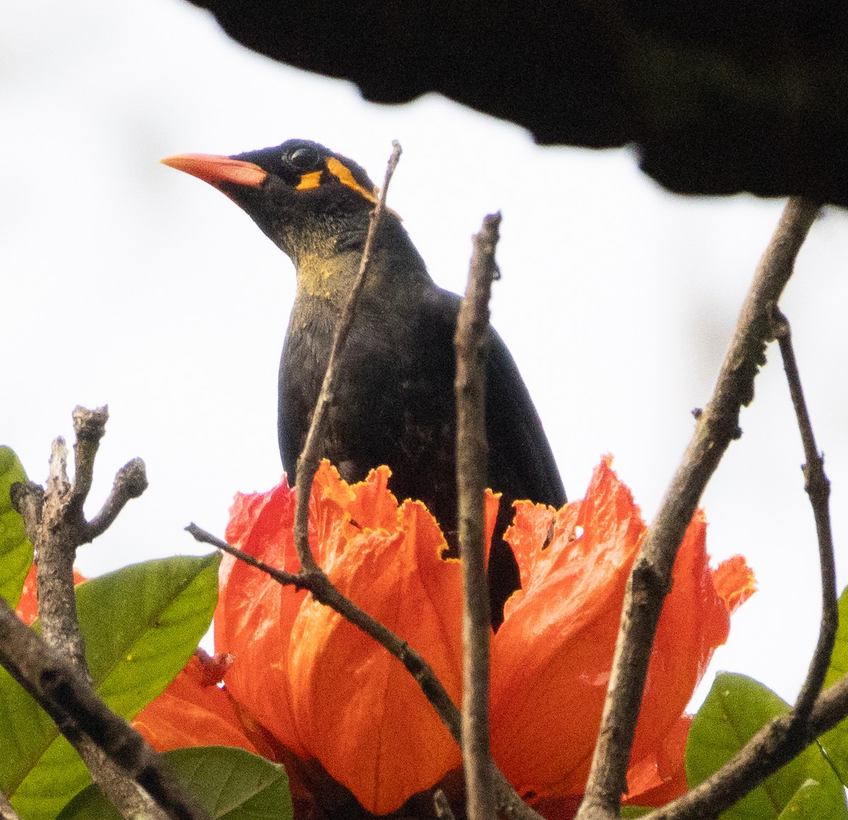Southern Hill Myna - ML646109182